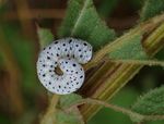 Tenthredo scrophulariae